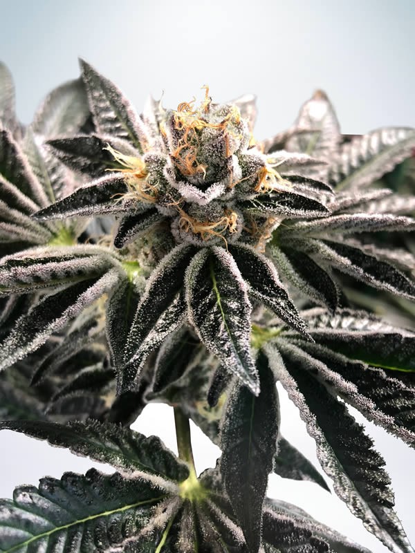 Mandarin Cookies Feminized