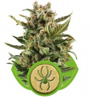 White Widow F1 Feminized