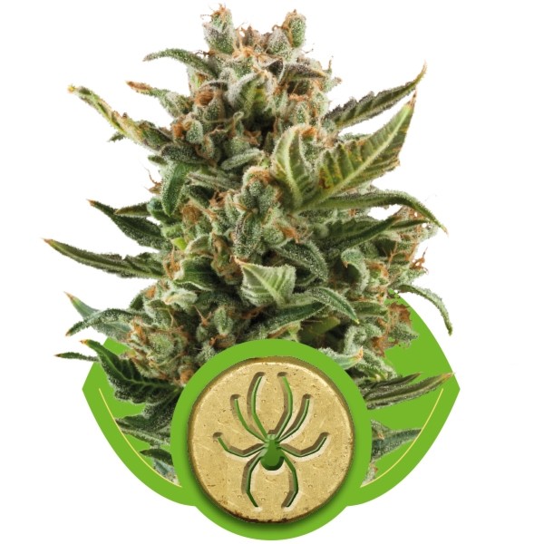 White Widow F1 Feminized