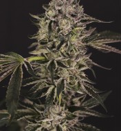 Bubblegum Sherbet Feminized
