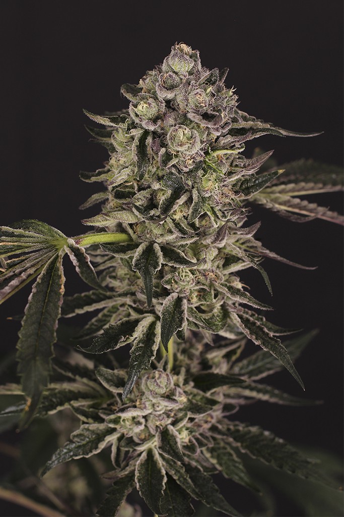 Bubblegum Sherbet Feminized