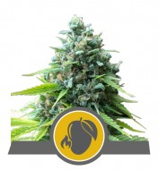 Mango Kush Feminized
