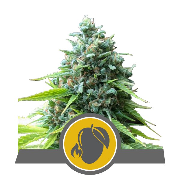 Mango Kush Feminized