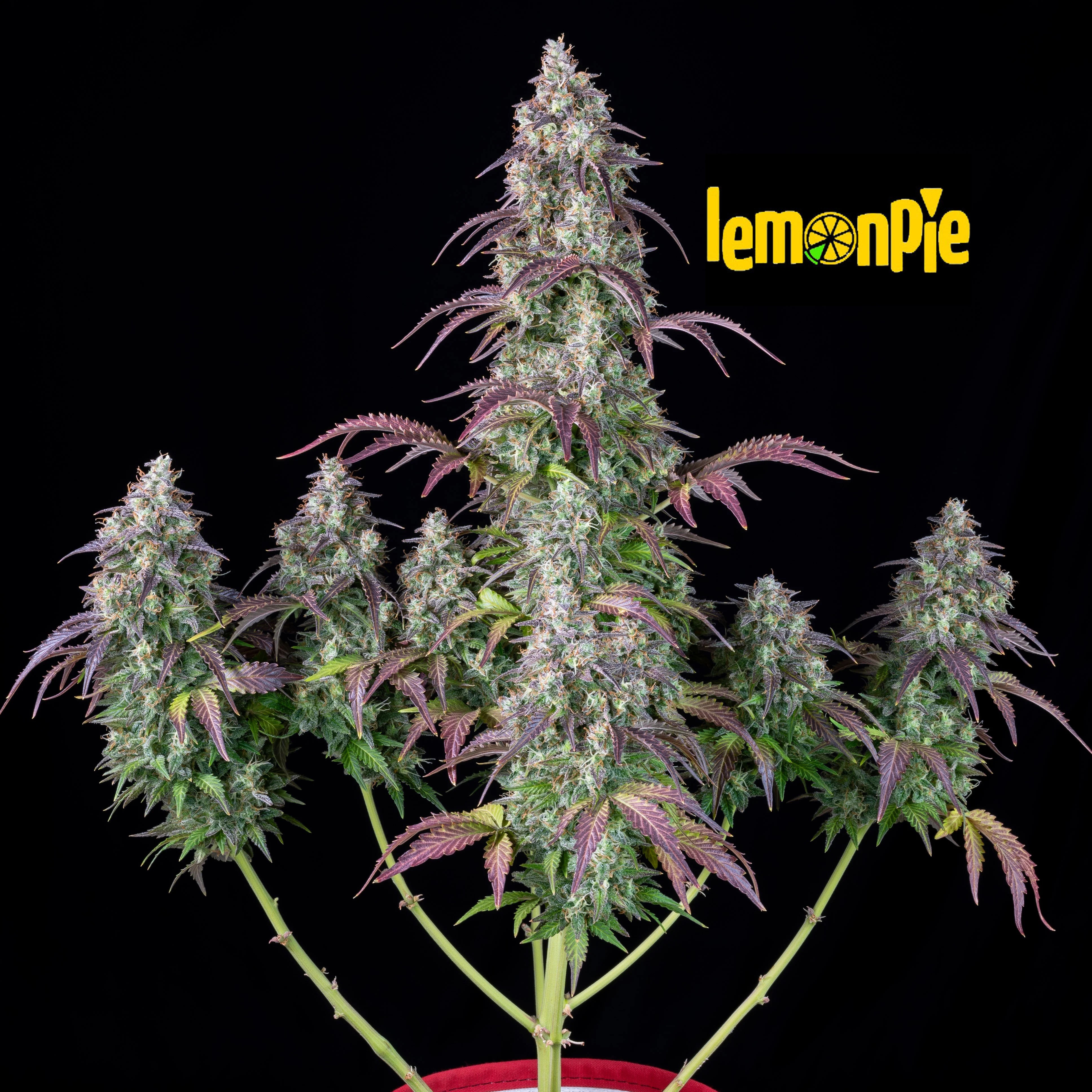 Lemon Pie Regular