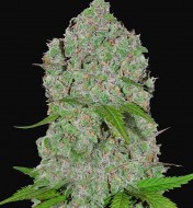 Orange Sherbet Feminized