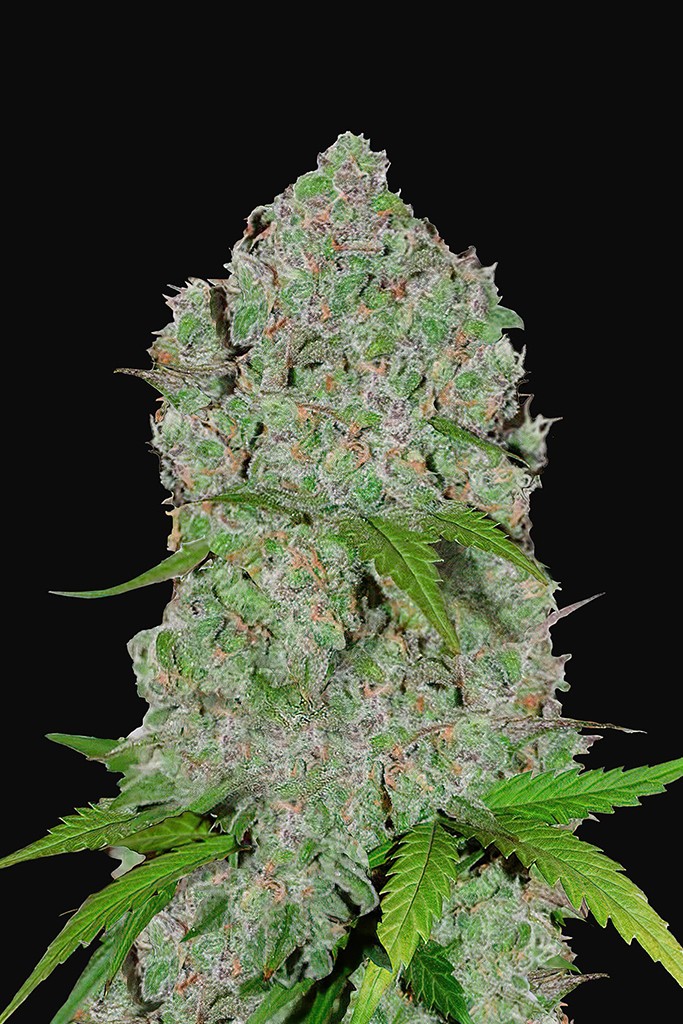 Orange Sherbet Feminized