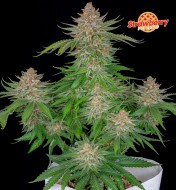 Strawberry Pie Autoflower