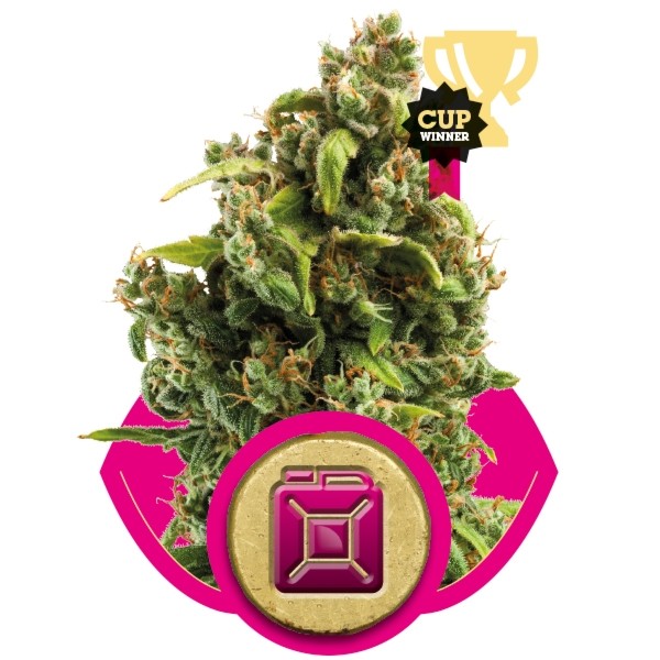 Sour Diesel Feminized