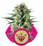 Hindu Kush Feminized