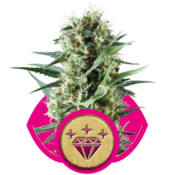 Hindu Kush Feminized