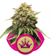 Special Queen Feminized