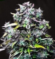 Black Afghan Autoflower