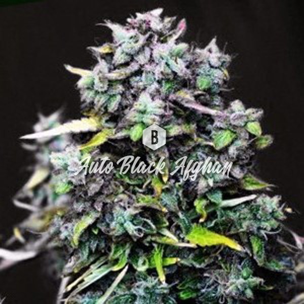 Black Afghan Autoflower