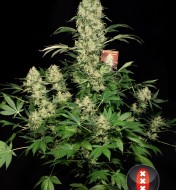 AK-47 Feminized