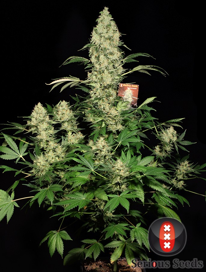 AK-47 Feminized