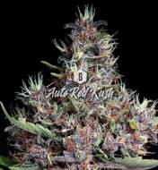 Red Kush Autoflower