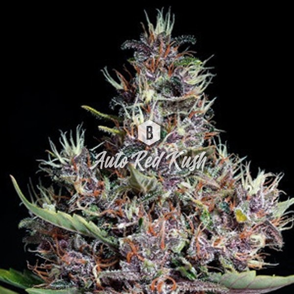 Red Kush Autoflower