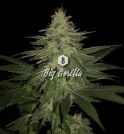 Gorilla Lemon Fire Feminized