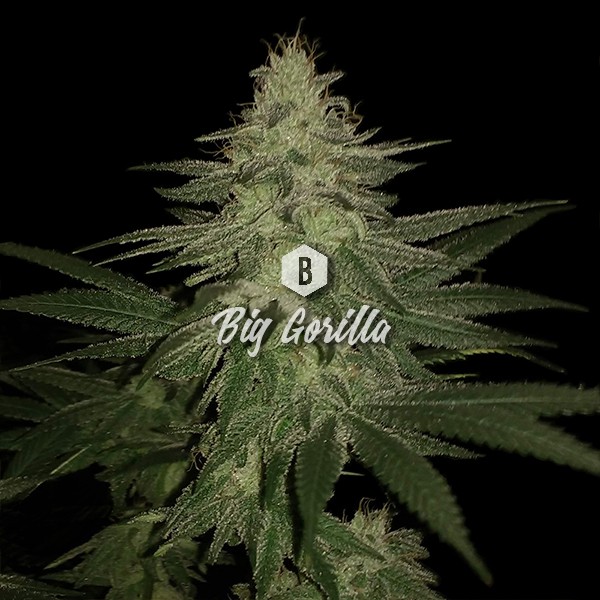 Gorilla Lemon Fire Feminized