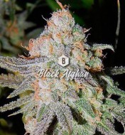 Black Afghan Feminized