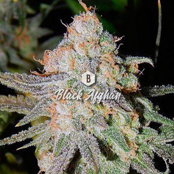 Black Afghan Feminized