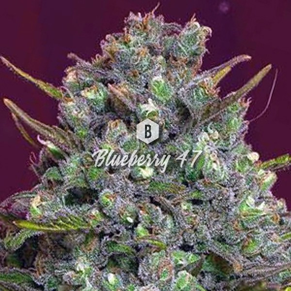 Blueberry AK Feminized