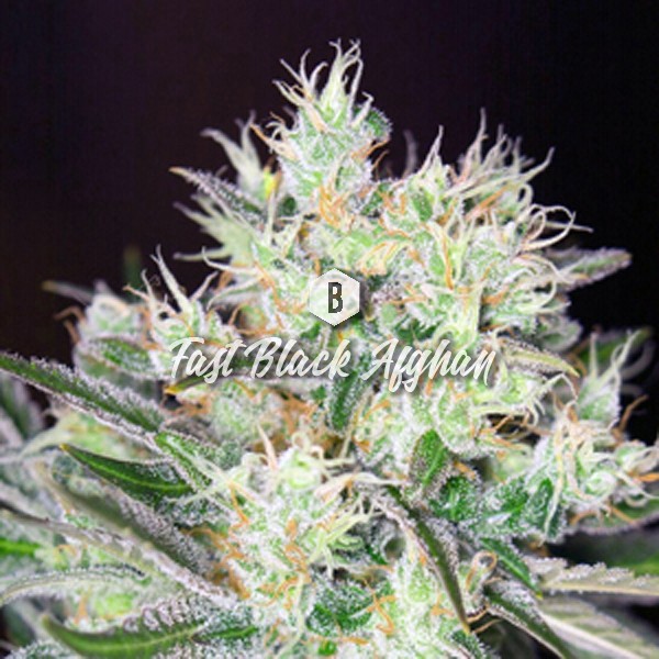 Afghani F1 Auto
