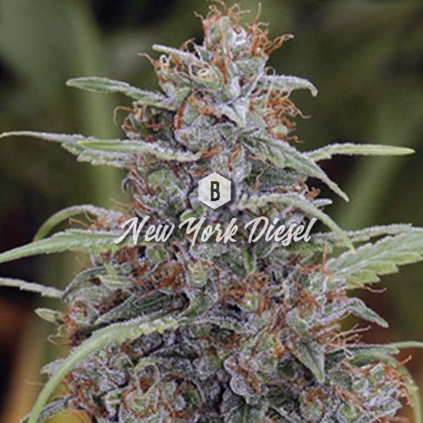 NY Diesel Feminized