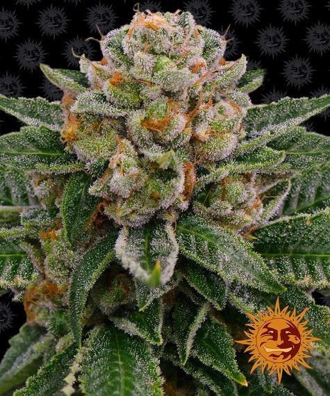 Skywalker Autoflower