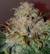 Jack Herer Feminized