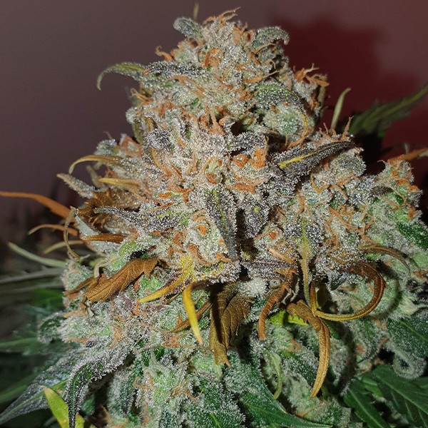 Jack Herer Feminized