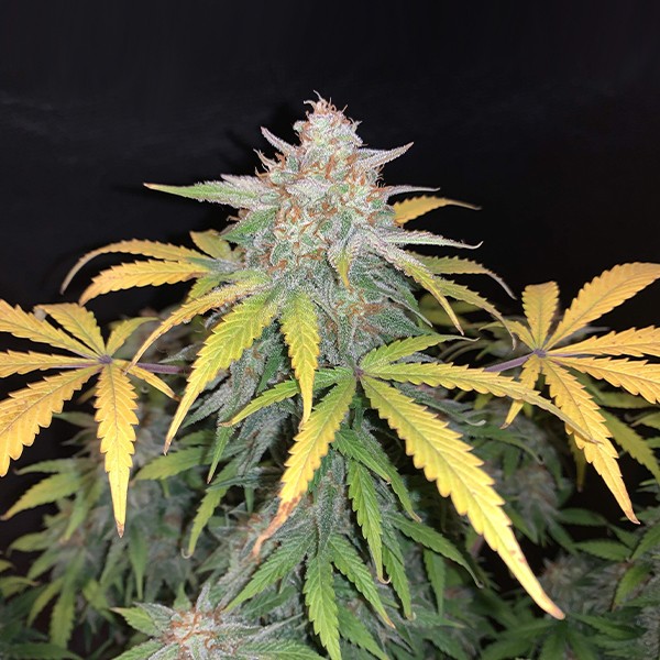 OG Kush Regular