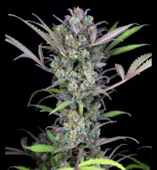 Gorilla Glue 4 Autoflower