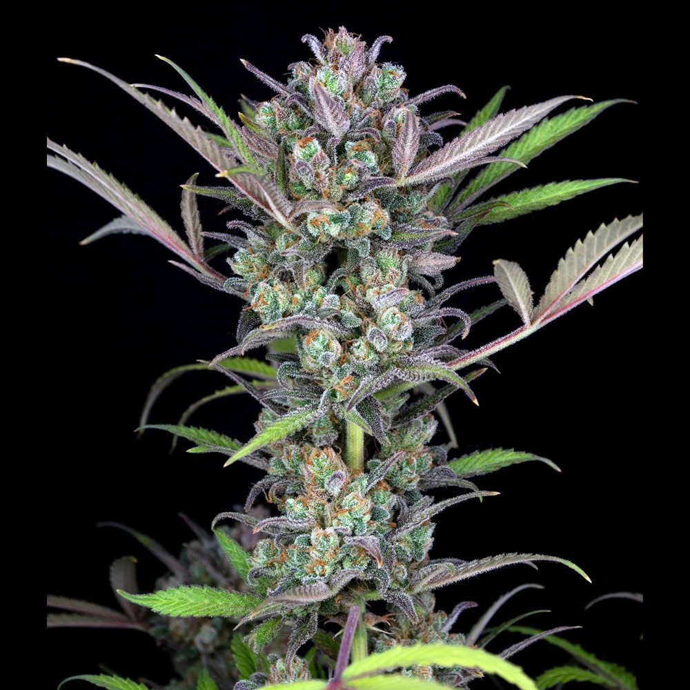 Gorilla Glue 4 Autoflower