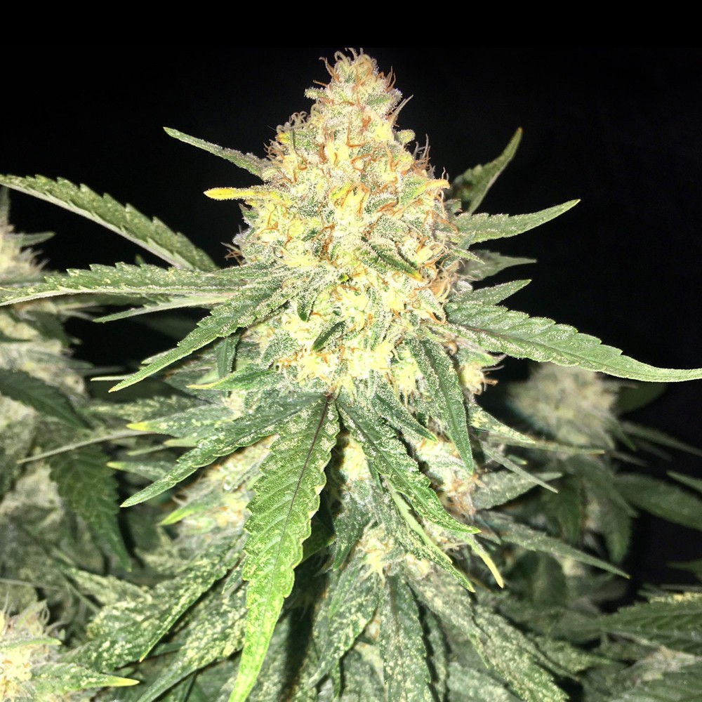 Gelato Autoflower