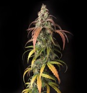 Black Jack Autoflower