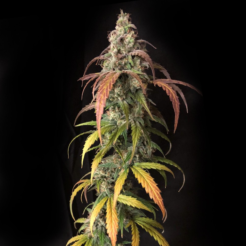 Black Jack Autoflower
