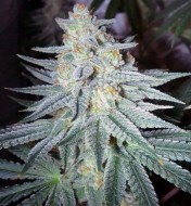 Gorilla Glue  Fast Version