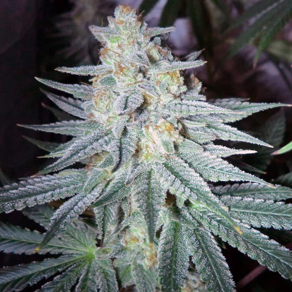 Gorilla Glue  Fast Version