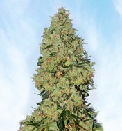 Jack Herer Fast Version