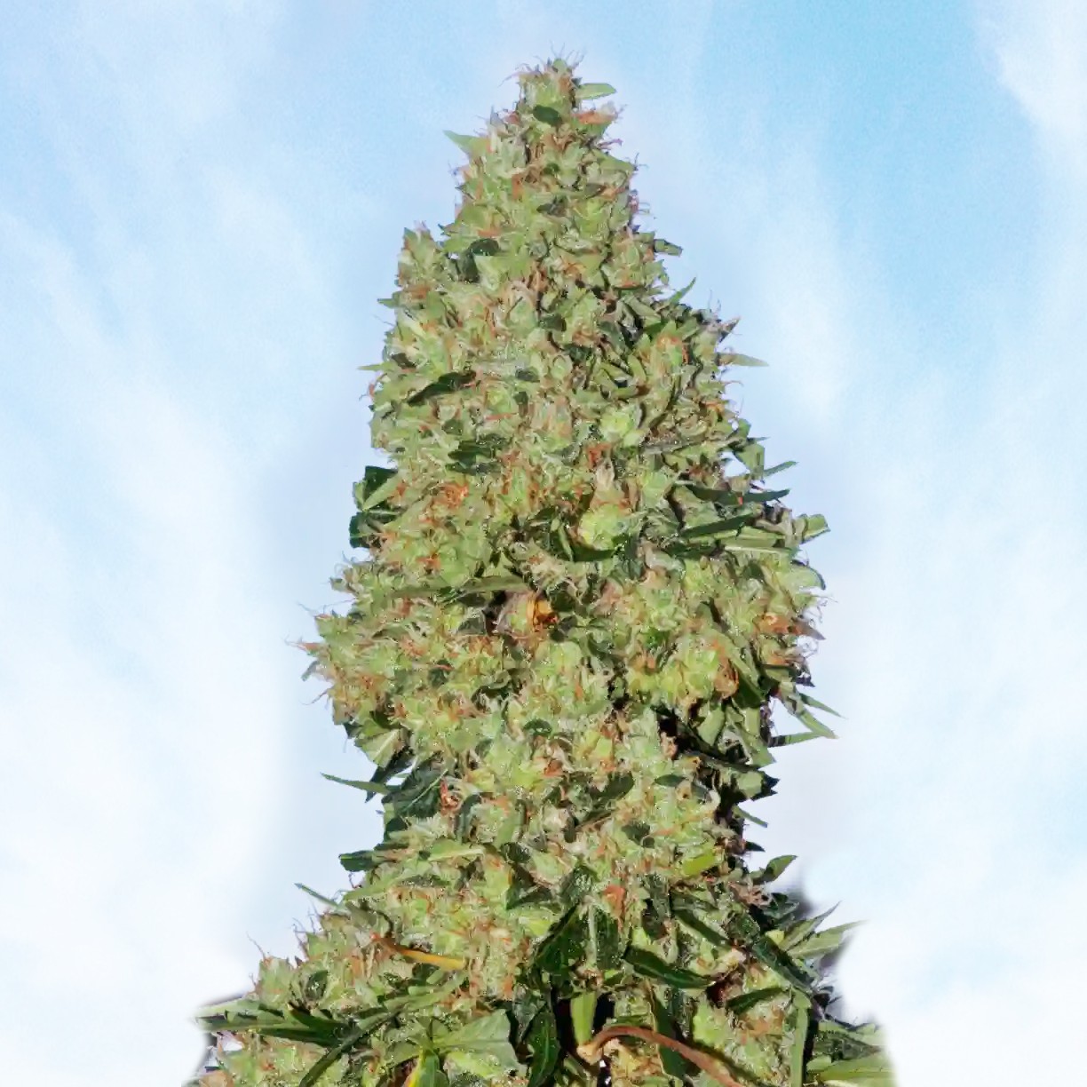 Jack Herer Fast Version