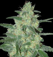 Holy Grail OG Feminized