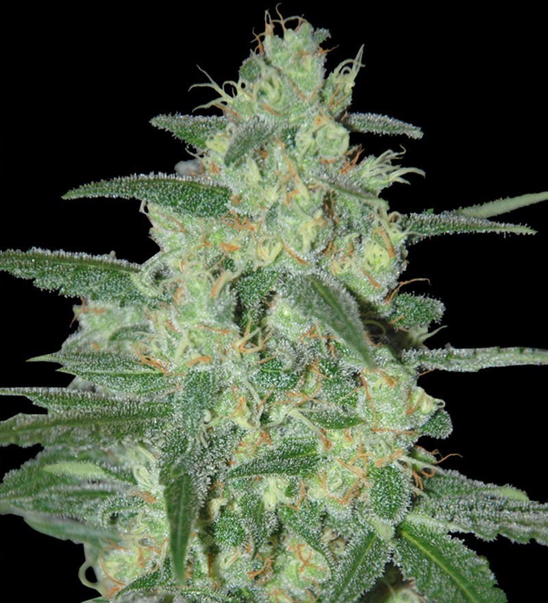 Holy Grail OG Feminized