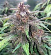 Purple Skunk Autoflower