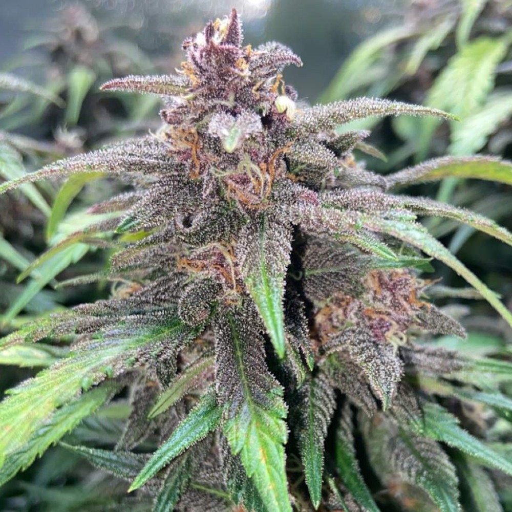 Purple Skunk Autoflower
