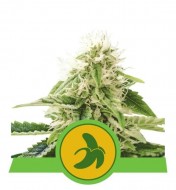 Banana Zkittlez Feminized