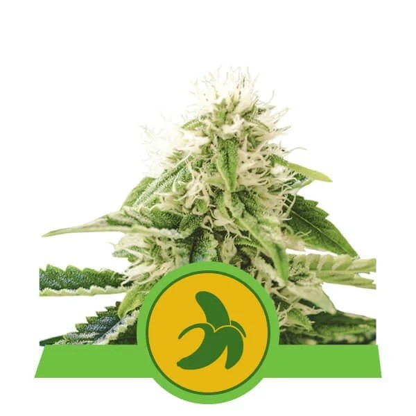 Banana Zkittlez Feminized