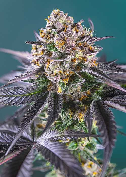 Strawberry Banana Kush Regular