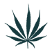 Sativa Seeds